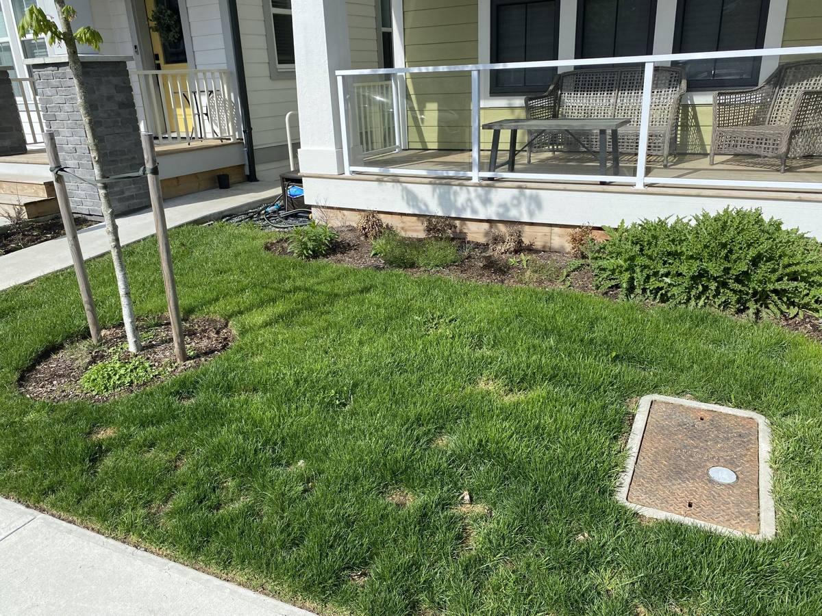 Maintained lawn