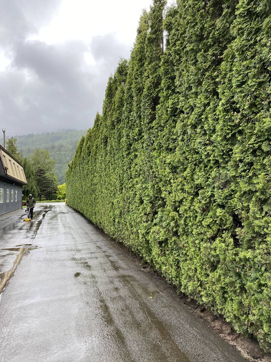 Trimmed hedges