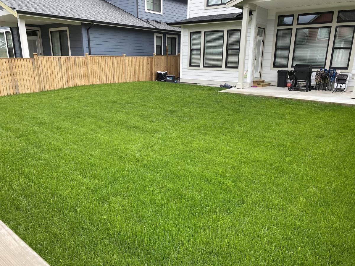 Freshly mowed residential lawn